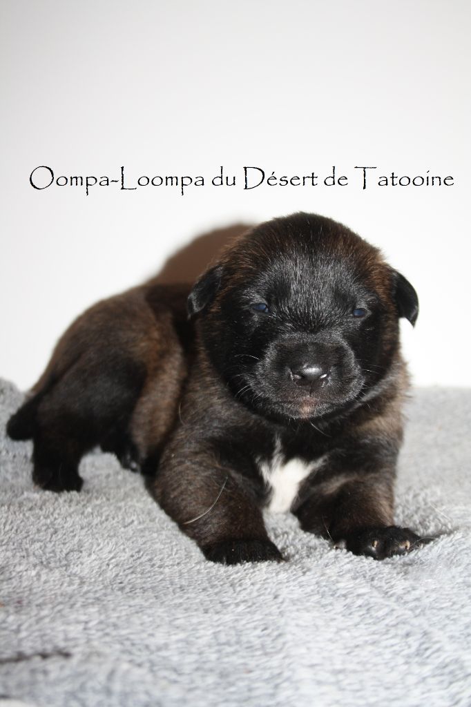 Portée 17 jours