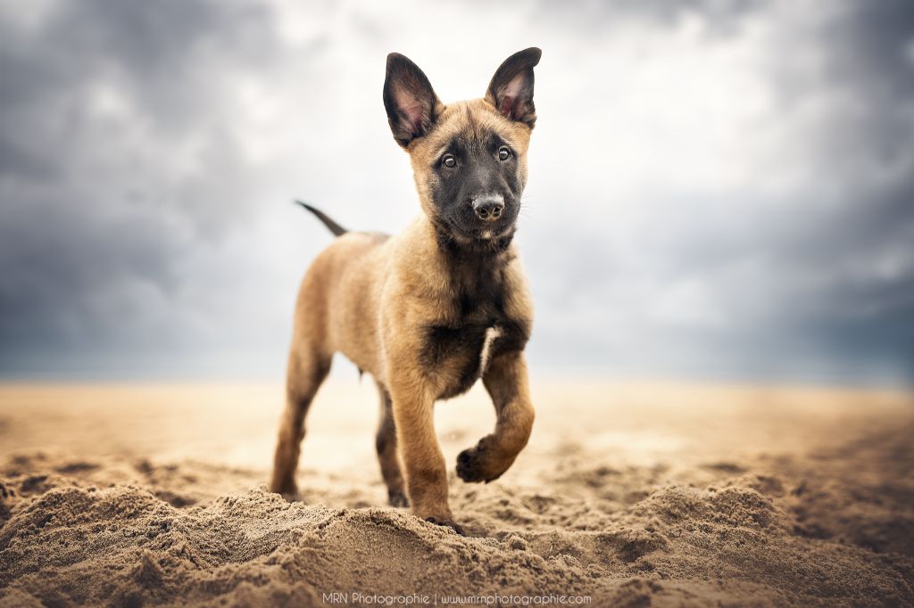 Du Désert De Tatooine - Chiots disponibles - Berger Belge